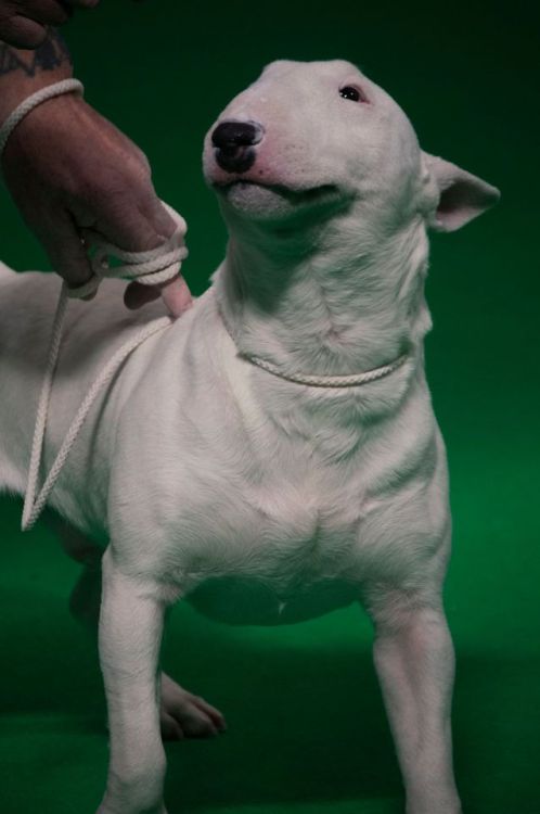 ofbullterriers:This chap had the BEST facial expressions. 