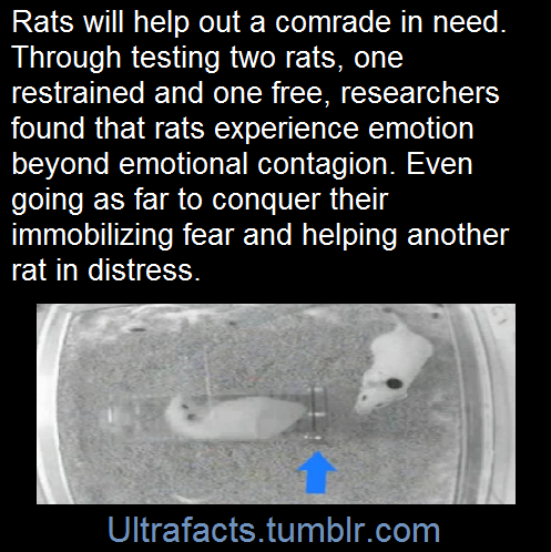 ultrafacts:    The first evidence of empathy-driven helping behavior in rodents has