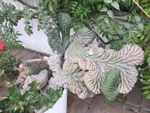 Monster cacti, Museo Larco, Lima