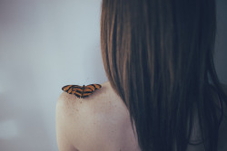 convexly:  butterfly dream by Marina_Monaco on Flickr.