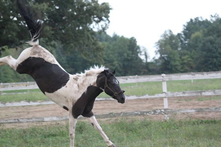 quieteventer:kremeroyale:one time quieteventer’s horse almost got abducted by aliens