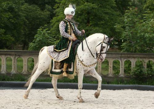 all-the-horses: Olympus Omega x Torah Knabstrupper, Stallion Born 2003