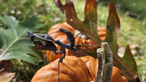 Autumn Photoshoot Featuring Nyx, My Subadult Darth Vader Mantis! Isn't She Spooky! I Hope To Breed Her