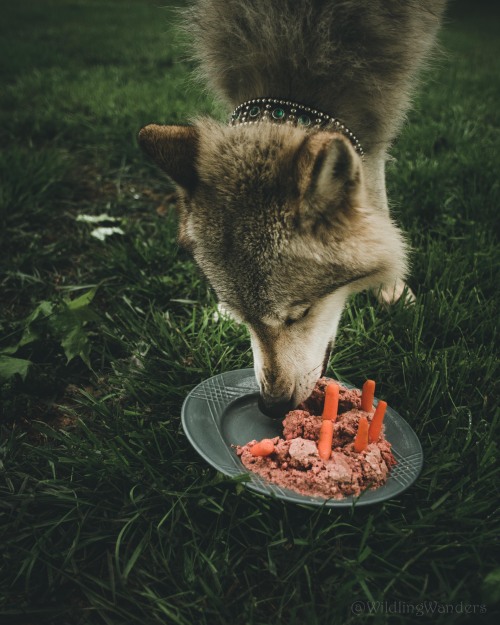 When you’re a wolfdog & it’s your birthday, you get a meat-cake, pandemics be damned. #WildlingW