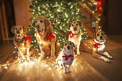 wonderous-world:  Merry Christmas Eve from the dogs! I hope everyone has a wonderful Christmas! (Photos 1, 2, 3, 4, 5) 