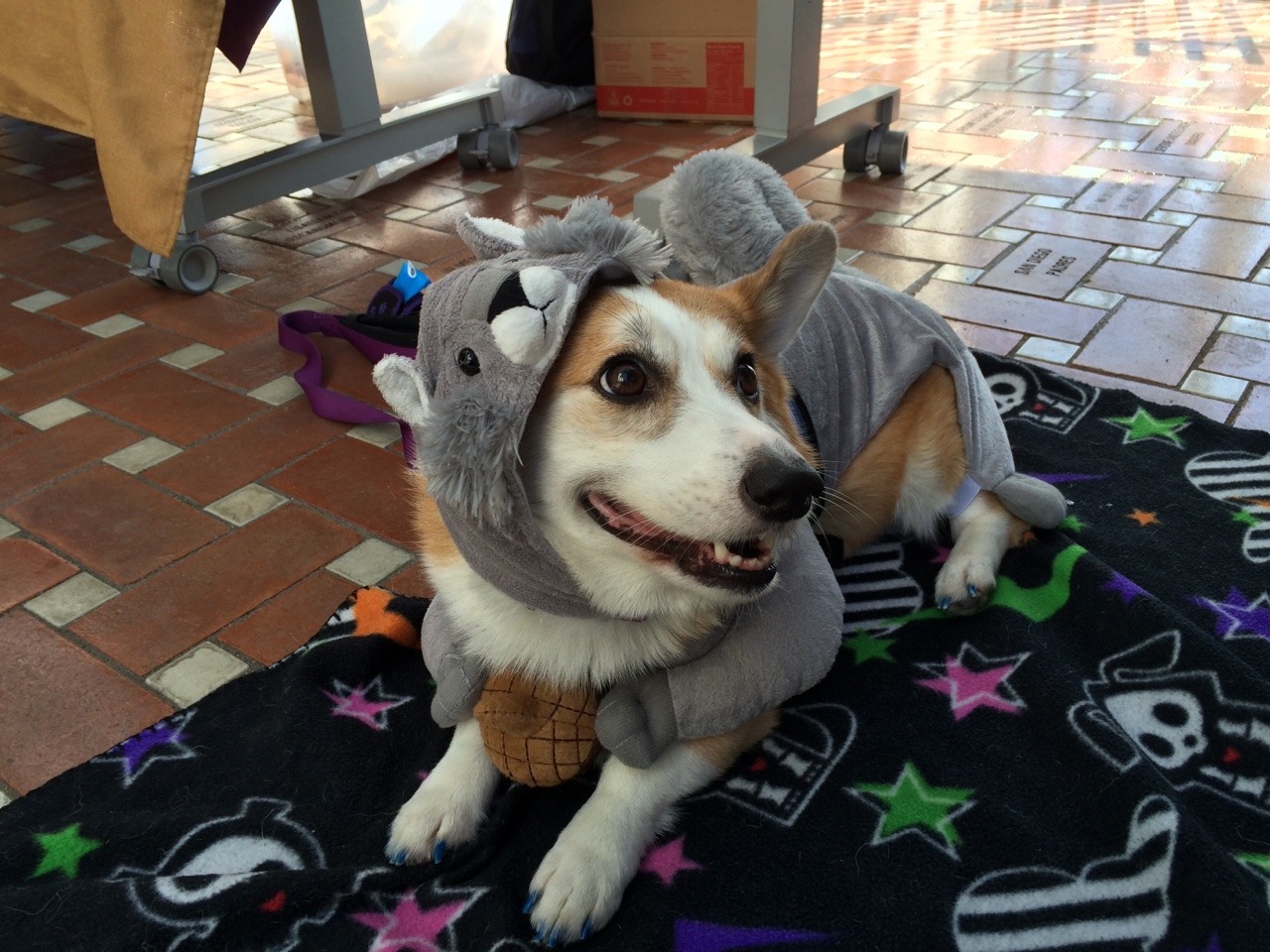 moonstarcorgis:  Luna the Squirrel 