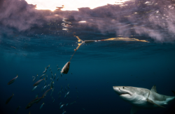 airows:  (via 22 Insane Photographs of Sharks