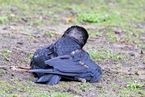 Special Feather Care.
