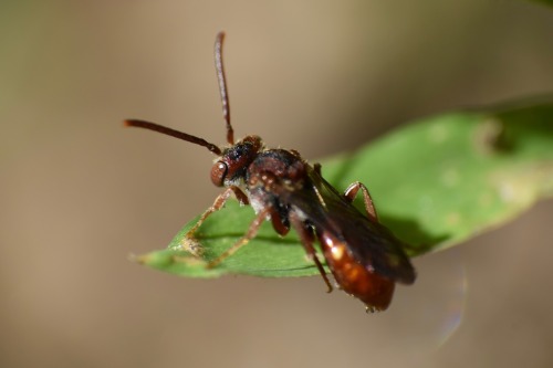 Nomad Bees (Genus Nomada), Taken May 5, 2025, In Georgia, US