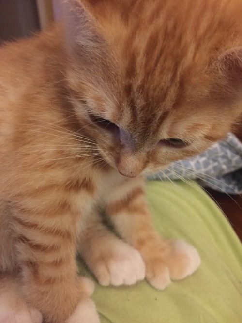 videogametropes: dontberickdiculous: baileef: hello i would like 2 let u know my kitten has thumbs a