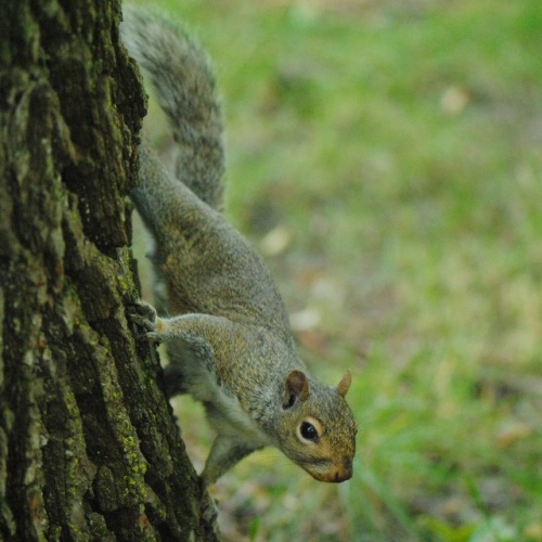 • soft • fuzzy • tree • climber