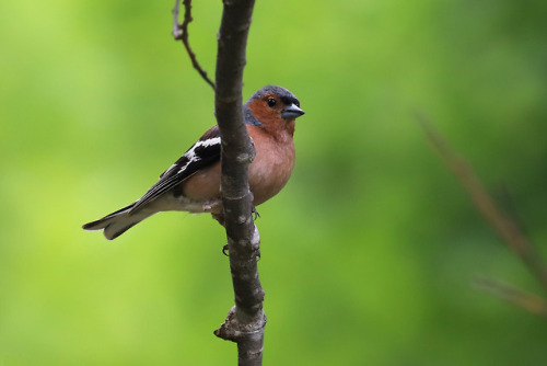 Common chaffinch/bofink.