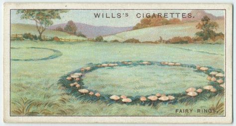 Fairy Ring on a Wills’ Cigarette card