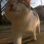 thesharkat