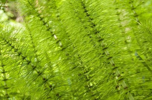 dryadpharmacy: Equisetum arvense Asprêle, Bottle Brush, Cavalinha,  Cola de Caballo, Comm