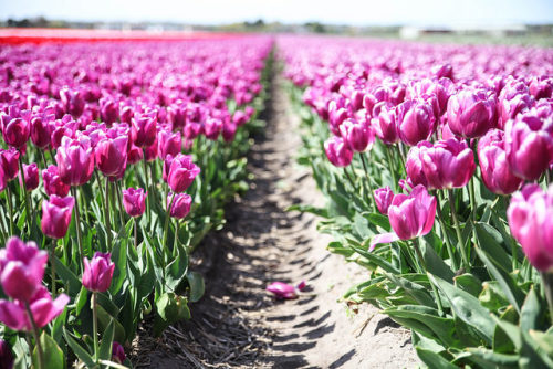 chamju: floralls:   Tulip fields, Netherlands by  Faye Bullock   @chrissyisabear I was there and I’l