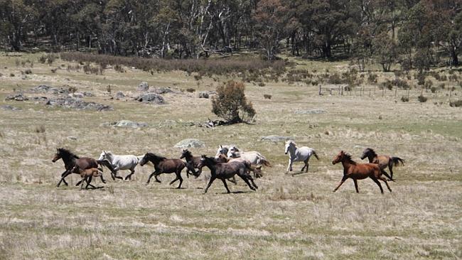 equine-awareness:  Save the Brumby Horse!Australia has many thousands of wild brumby