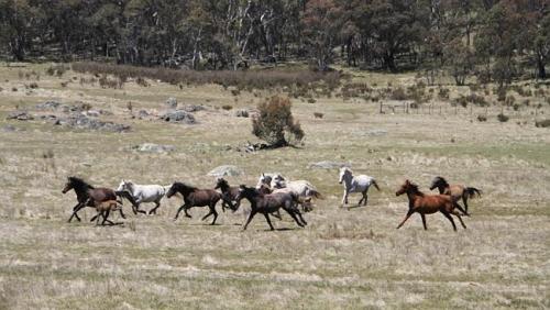 Sex equine-awareness:  Save the Brumby Horse!Australia pictures