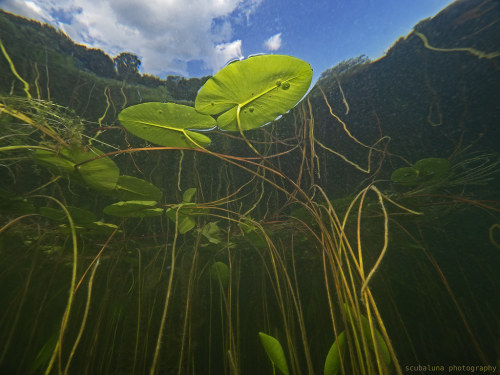 Water lily (Nymphaea sp.) canopy in Switzerlandscubaluna