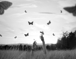 Free as a Bird