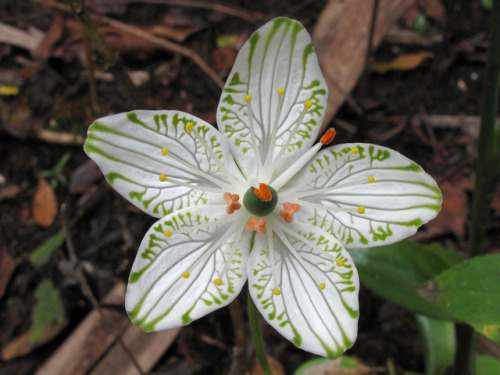 libutron:
“ Large-leaf Grass of Parnassus - Parnassia grandifolia
Despite its common name, Parnassia grandifolia (Celastrales - Celastraceae) is not a grass, but a perennial herb, forming clusters of slightly succulent, shiny leaves. Its large, white...