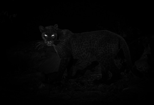 Our researchers spotted rare black leopards–sometimes called black panthers–in Laikipia 