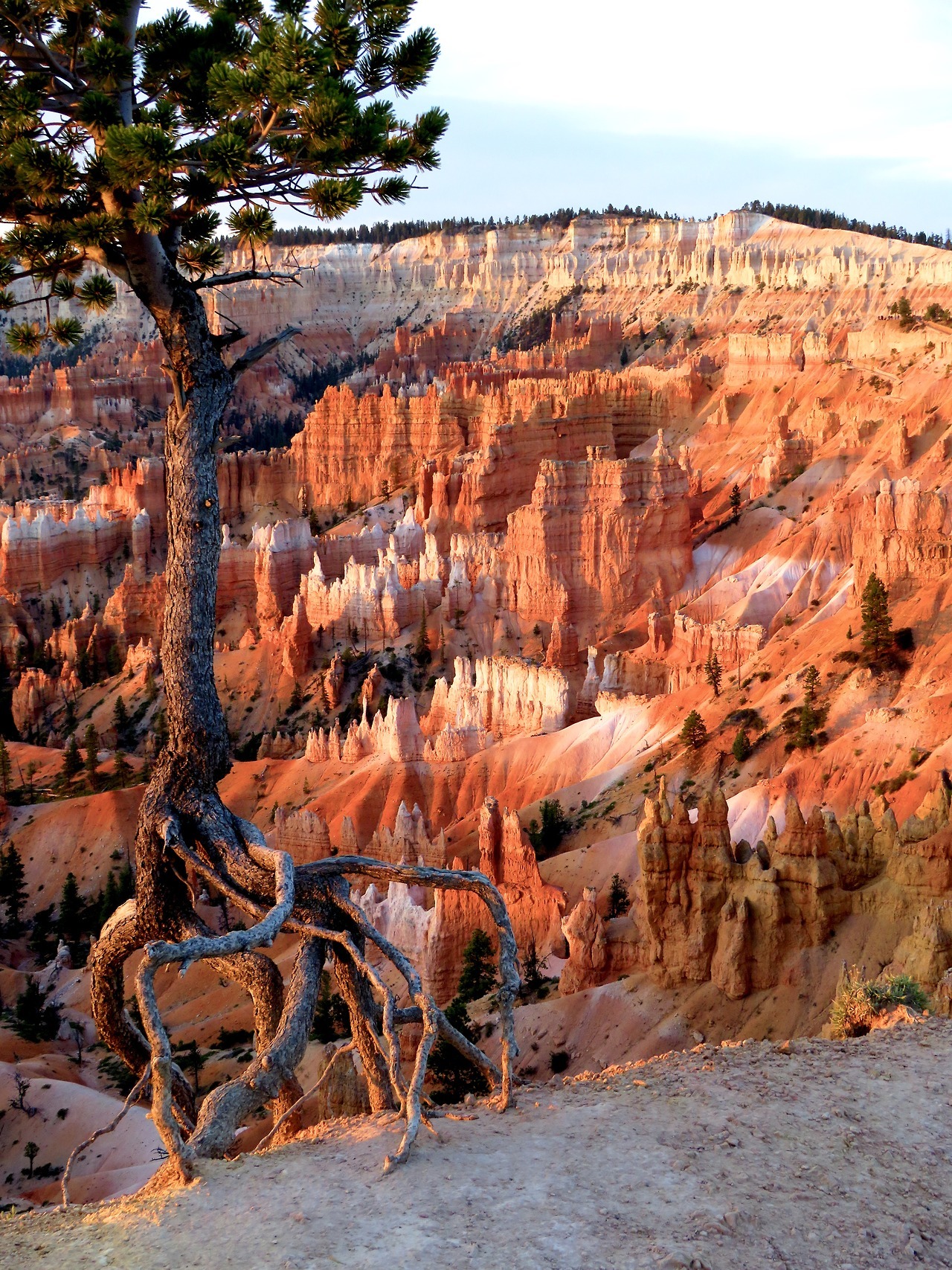 justemoinue2: justemoinue2: Canyon Rim at Bryce These roots were made for walking: