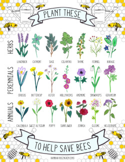 hannah-rosengren:  Spring is officially here! When planting for pollinators, remember to choose non-treated seeds, native plants, and to keep your garden pesticide-free. 