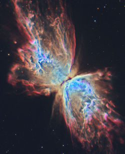 thebrightorion:  The Butterfly Nebula from Hubble  Stardust 