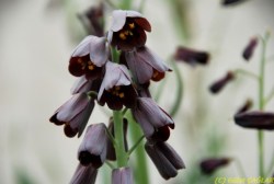sixpenceee:  Fritillaria persica grows natively