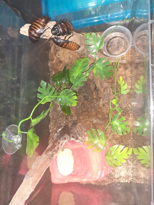 Added More Decor To The Madagascar Hissing Roach Enclosure