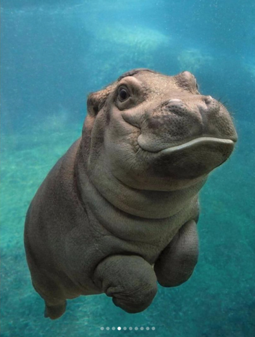 babyanimalgifs:These baby hippos will make everything better