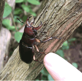A Nice Big Male Reddish-brown Stag Beetle (Lucanus Capreolus) From The Other Day