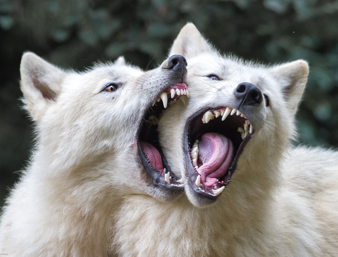 beautiful-wildlife:  Wolf Kiss by Libor Plocek   Nom~