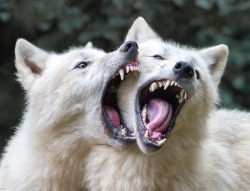 beautiful-wildlife:  Wolf Kiss by Libor