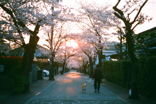 ourbedtimedreams: Morning of spring 4 by sprout