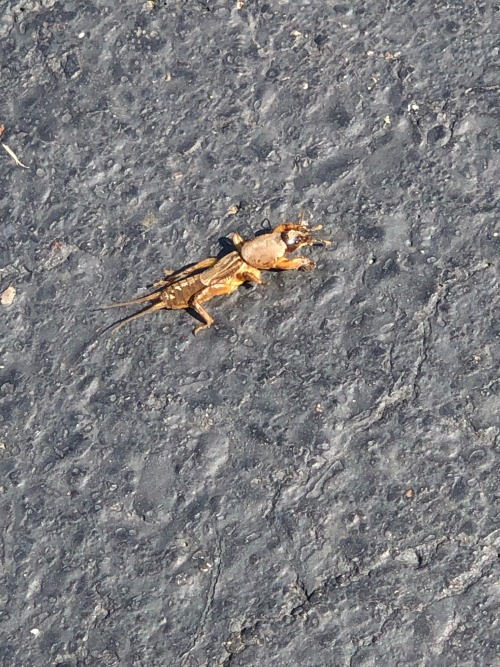 Content/trigger Wanting To Anyone With Phobia Of Spiders Or Bugs But Look At What I Found On My Walk