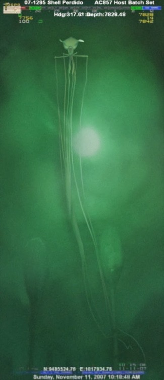 Porn photo Photo of rarely seen deep-sea cephalopod,