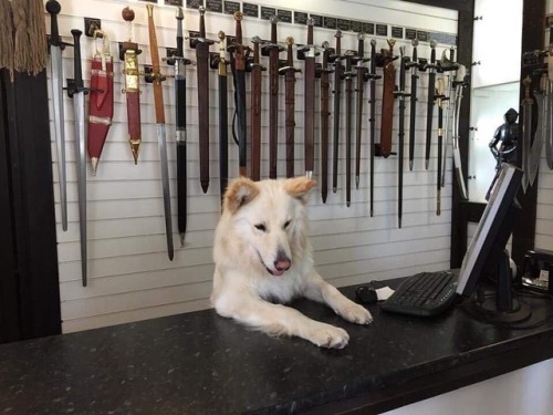 randomencounters:Item: dog that makes and sells swords