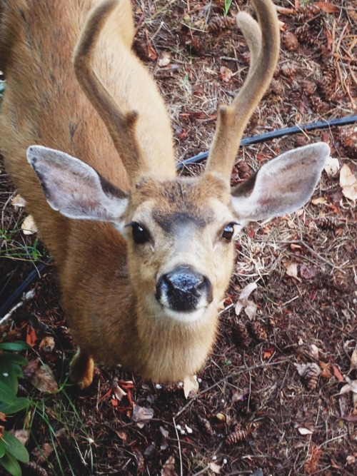 clothsofgoldd: My dad made a friend on Orcas Island…