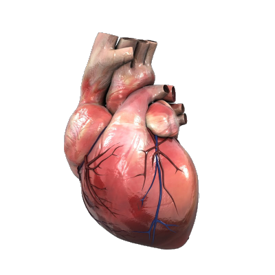 transparensies:anatomical hearts i porn pictures