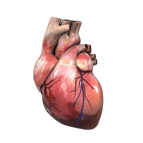 Porn photo transparensies:anatomical hearts i