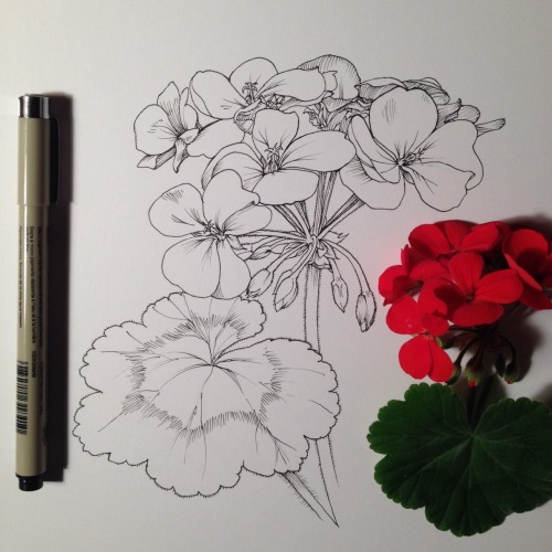 noelbadgespugh:  geranium ink 