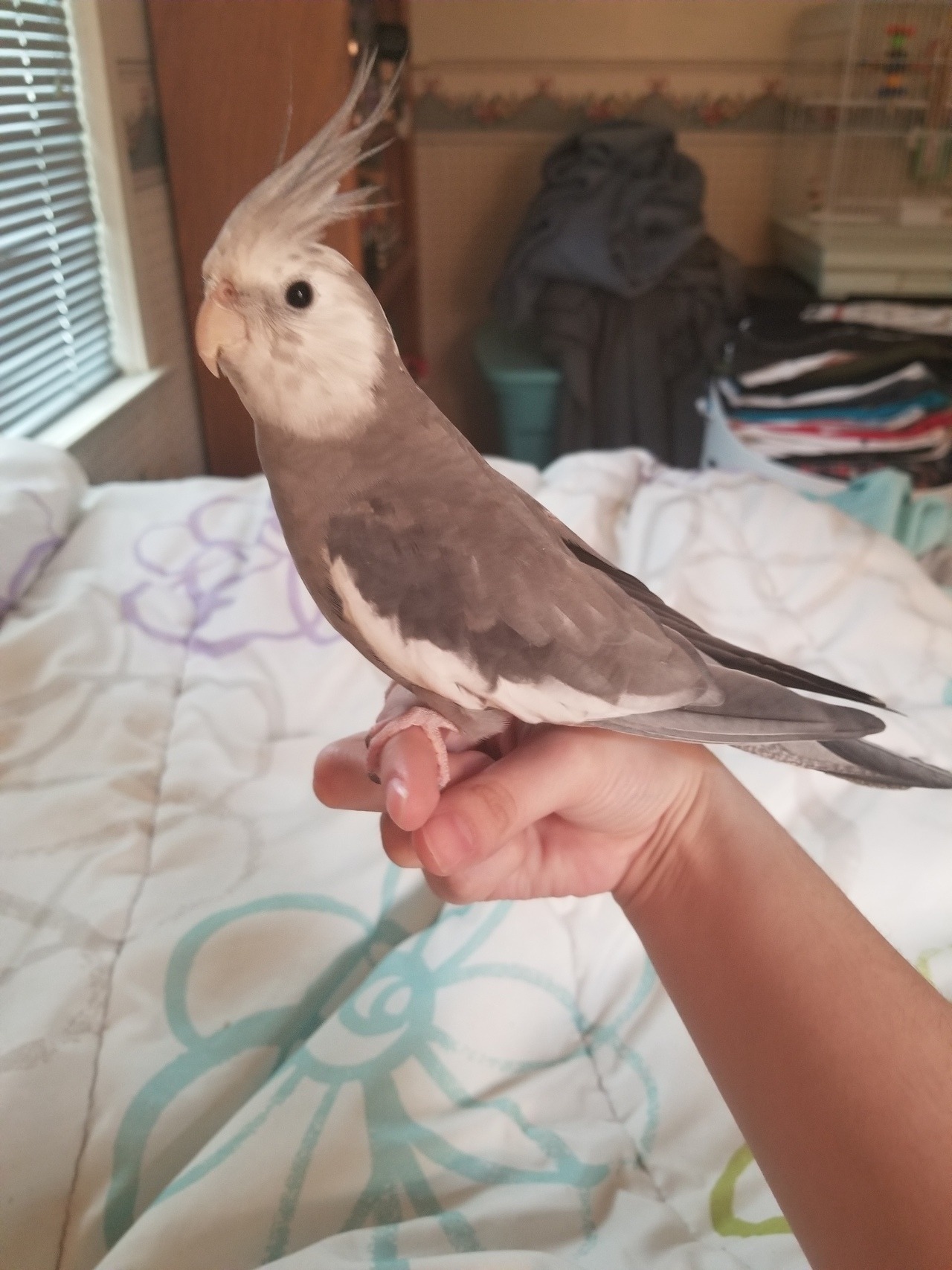 Coco The Cockatiel