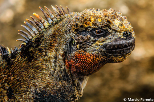 eda11y: Iguana - Galapagos by MarcioParente