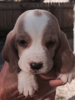 awwww-cute:  An itty bitty basset