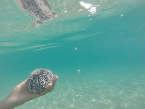 Undersea hedgehog; West Indian Sea Egg; Tripneustes ventricosus. I named him Billy. Frederiksted, St