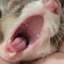 amadferret