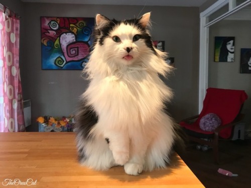 theoreocat: Blep