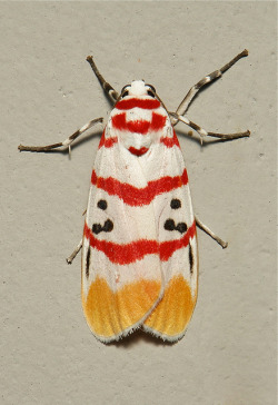 Sinobug:  Arctiid Moth (Cyana Bellissima, Lithosiini, Arctiinae, Erebidae)  By Sinobug